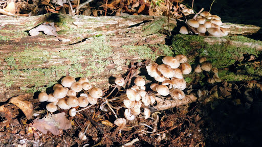 Public Golf Course «Mercer Oaks Golf Course», reviews and photos, 725 Village Rd W, West Windsor Township, NJ 08550, USA