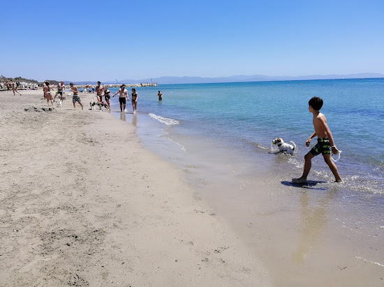 Pasha Glam Dog Beach