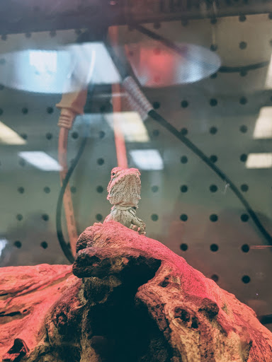 Lawn Care Service «Zamzows Middleton Location», reviews and photos, 901 W Main St, Middleton, ID 83644, USA