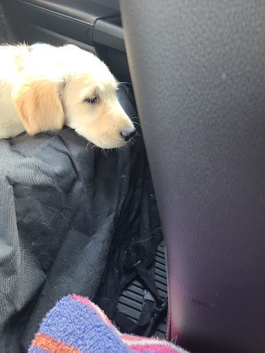 Pet Supply Store «Petco Animal Supplies», reviews and photos, 125 Lincoln Hwy, Exton, PA 19341, USA