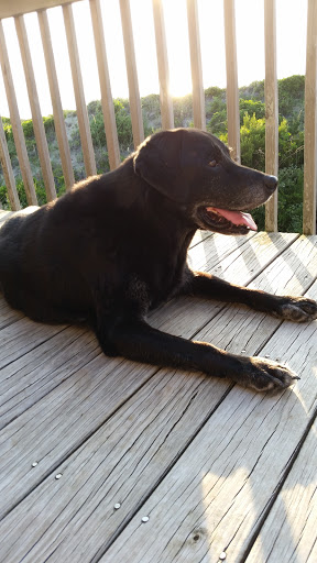 Real Estate Agency «Outer Beaches Realty», reviews and photos, 40227 Tigrone Blvd, Avon, NC 27915, USA