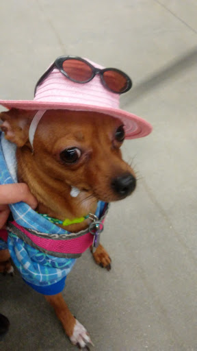 Pet Supply Store «Petco Animal Supplies», reviews and photos, 5925 US-6, Portage, IN 46368, USA