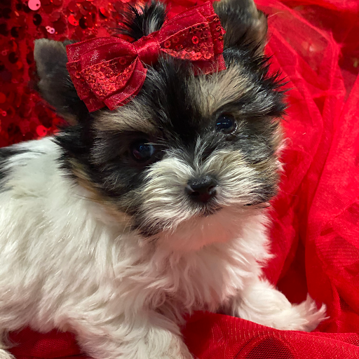 Pet Store «La Bone Pet Spa», reviews and photos, 8739 Stirling Rd, Cooper City, FL 33328, USA