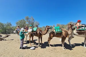 Camel safari image