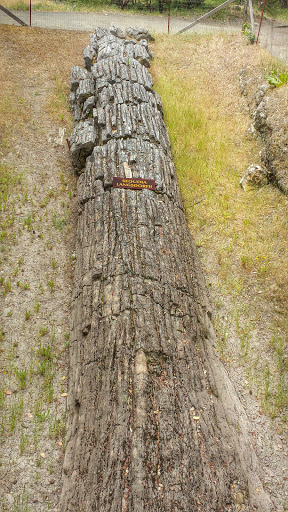 National Forest «Petrified Forest», reviews and photos