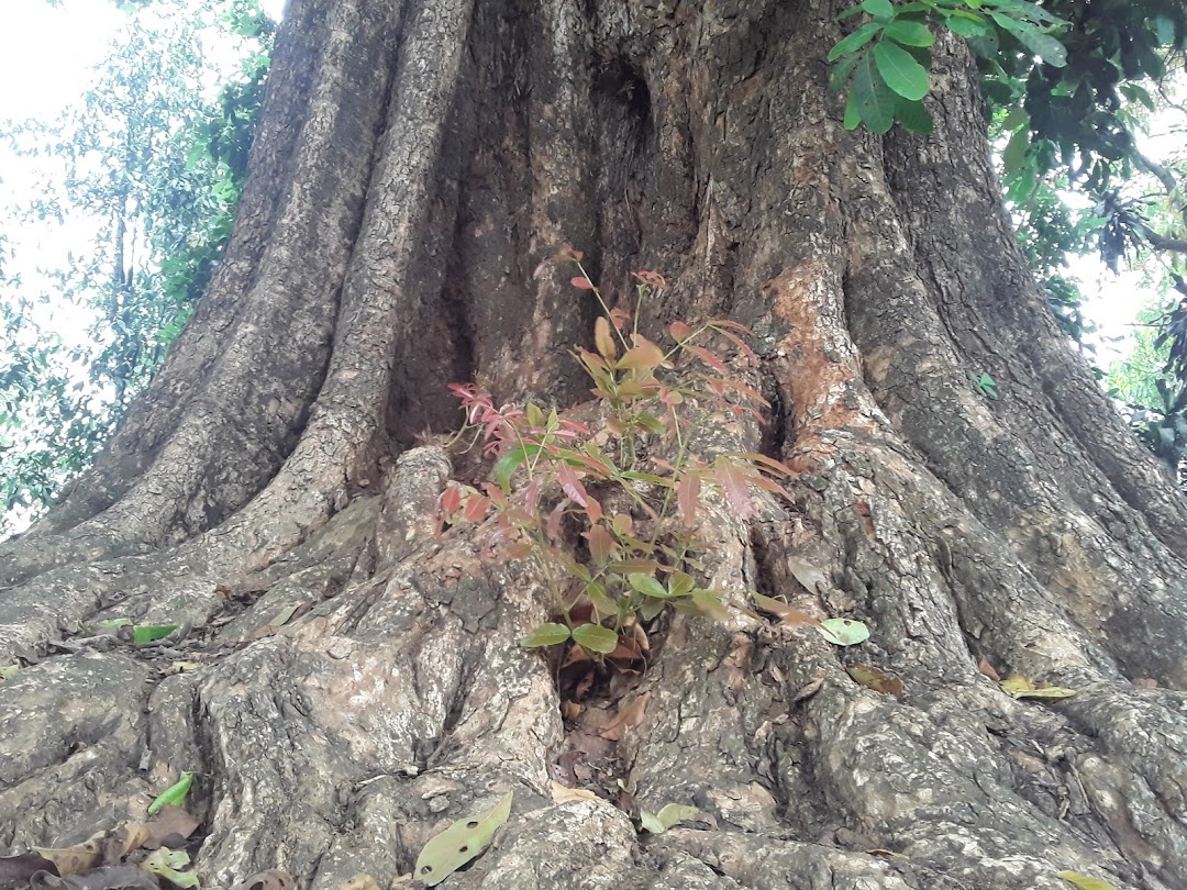 Konservasi Pohon Kosambi