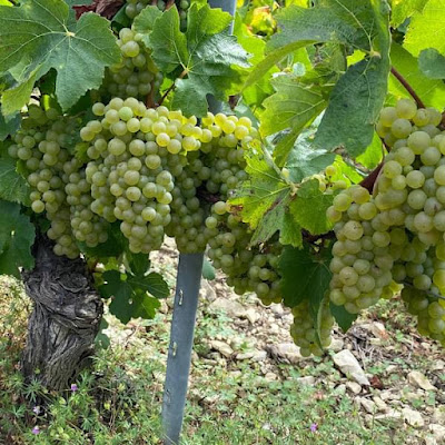 Domaine des Acacias à Chablis