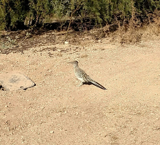 Golf Course «Bear Creek Golf Complex», reviews and photos, 500 East Riggs Road, Chandler, AZ 85249, USA