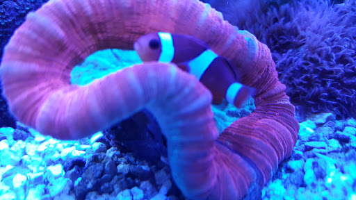Tropical Fish Store «Scranton Aquarium», reviews and photos, 1819 Sanderson Ave, Scranton, PA 18509, USA