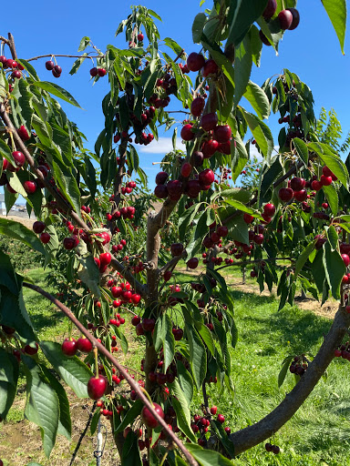 Produce Market «Washington Fruit Place At Barrett Orchards», reviews and photos, 1209 Pecks Canyon Rd, Yakima, WA 98908, USA