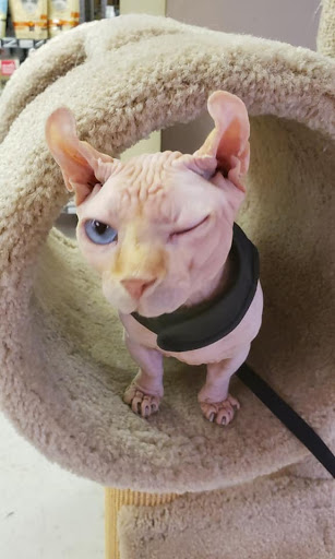 Pet Supply Store «Central Dawgma & The Dawg Wash», reviews and photos, 1337 Pennsylvania Ave, Hagerstown, MD 21742, USA