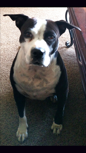 Pet Supply Store «Jeffers Pet», reviews and photos, 310 W Saunders Rd, Dothan, AL 36301, USA