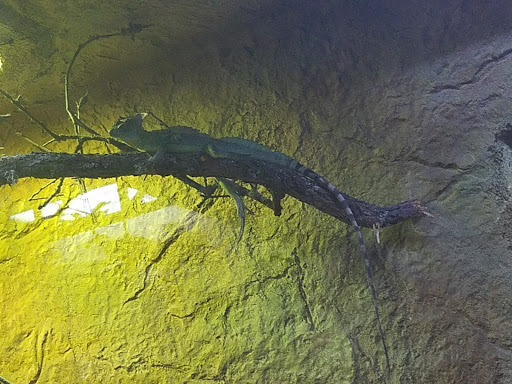 Pet Store «Lost Realms Pets», reviews and photos, 8059 N Cedar Ave, Fresno, CA 93720, USA