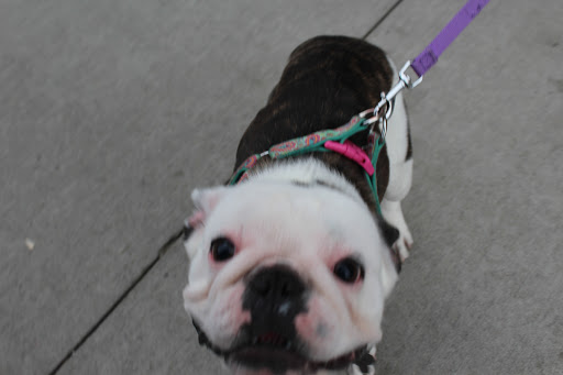 Pet Supply Store «Petco Animal Supplies», reviews and photos, 551 W Hampden Ave, Englewood, CO 80110, USA