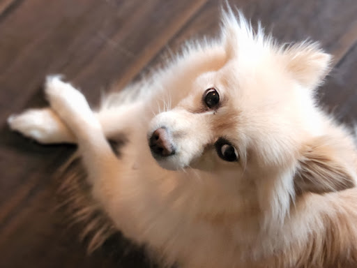 Pet Supply Store «PetSmart», reviews and photos, 5435 W TX-1604 Loop N, San Antonio, TX 78253, USA