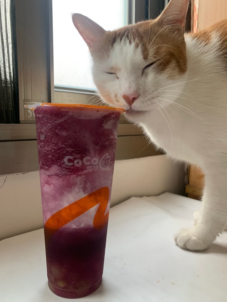 CoCo都可 新莊中港店 的照片