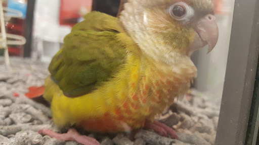 Pet Supply Store «Petco Animal Supplies», reviews and photos, 6596 Youree Dr, Shreveport, LA 71105, USA