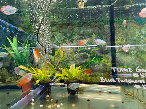 Tropical Fish Store «Rosemead Aquarium», reviews and photos, 9123 Valley Blvd, Rosemead, CA 91770, USA