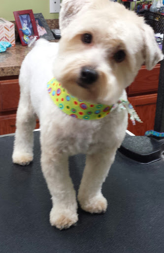 Pet Store «Pet Pizazz», reviews and photos, 1706 Mill Pond Rd, Conway, SC 29527, USA