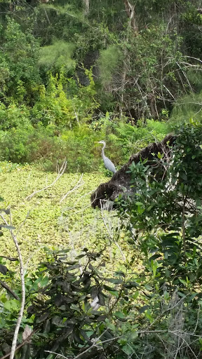 Nature Preserve «Grassy Waters Preserve», reviews and photos, 8264 Northlake Blvd, West Palm Beach, FL 33412, USA