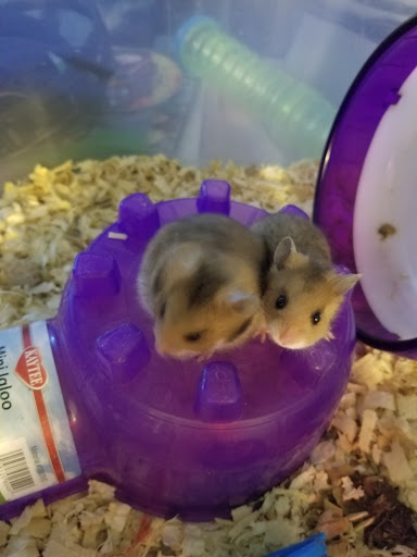 Pet Supply Store «Pet Supplies Plus», reviews and photos, 5315 Airport Hwy, Toledo, OH 43615, USA