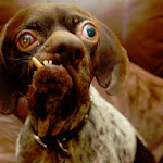 Photo n° 1 de l'avis de aitknait. fait le 30/06/2022 à 10:05 pour Collège Geneviève De Gaulle Anthonioz à Le Neubourg