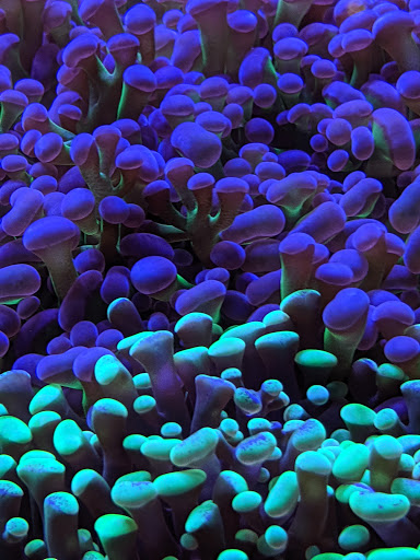 Pet Store «Fin-N-Feather», reviews and photos, 2931 F St, Eureka, CA 95501, USA