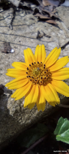 Park «Lithia Springs Park», reviews and photos, 3932 Lithia Springs Rd, Lithia, FL 33547, USA