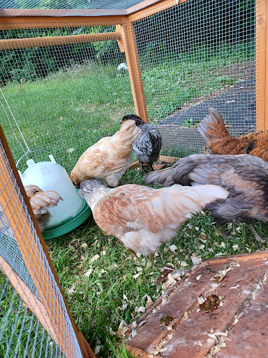 Home Improvement Store «Tractor Supply Co.», reviews and photos, 8610 Shaver Rd, Portage, MI 49024, USA