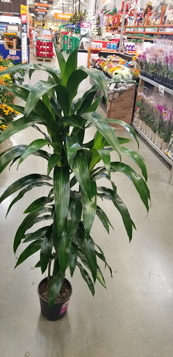 Home Improvement Store «The Home Depot», reviews and photos, 435 W Katella Ave, Orange, CA 92867, USA