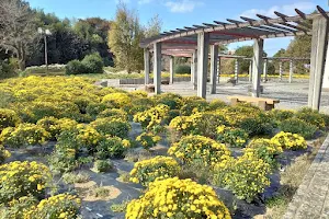 Honjofurusato Flower Park image