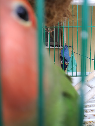 Pet Store «El Palomar Pet Shop Inc», reviews and photos, 4712 W Flagler St, Coral Gables, FL 33134, USA