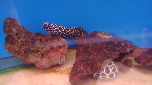 Aquarium Shop «Aquarium Arts», reviews and photos, 1810 W Baseline Rd #1, Mesa, AZ 85202, USA