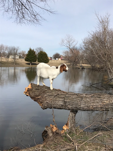 CKM Ranch - Boer Goats