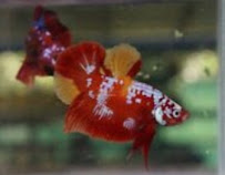 ERMES PET SHOP - Photo 2 - Car repair in Hialeah, FL, Miami