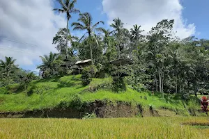The Natural Terrace Rice Bali image