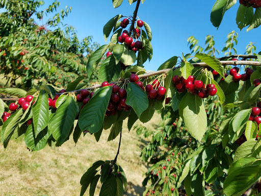 Hildebrandt Cherry Orchards