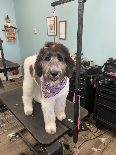 Kiki's Farm Pyredoodles