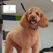 MJ's Pet Training Academy - Photo 6 - Car repair in Acushnet, MA, New Bedford