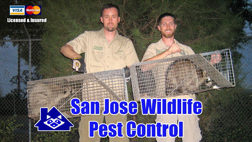 San Jose Wildlife Pest Control