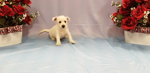 Pet Store «Puppy City», reviews and photos, 3343 Valley Pike, Winchester, VA 22602, USA