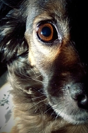 ASIS VETERINARIOS - San Clemente