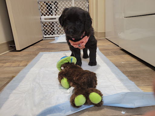 Pet Supply Store «Petco Animal Supplies», reviews and photos, 1203 SE Everett Mall Way f, Everett, WA 98208, USA