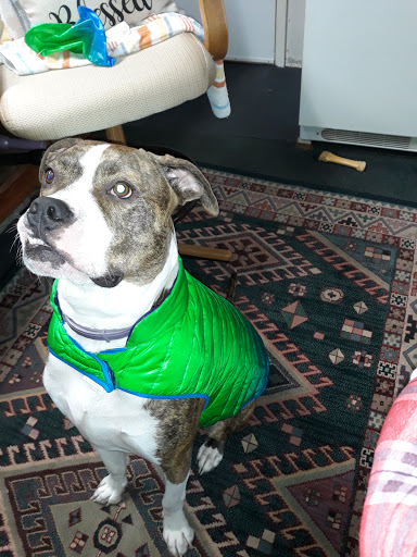 Pet Supply Store «PetSmart», reviews and photos, 1900 W International Speedway Blvd, Daytona Beach, FL 32114, USA