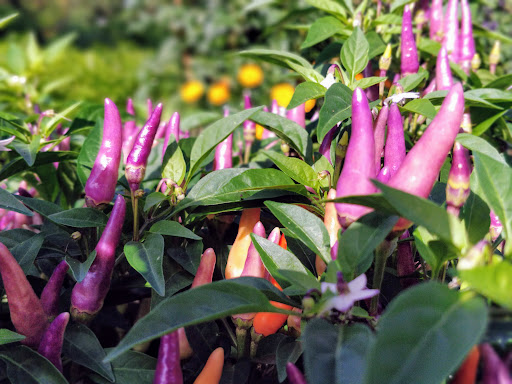 Garden «Bok Tower Gardens», reviews and photos, 1151 Tower Blvd, Lake Wales, FL 33853, USA