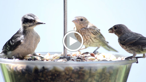 Bird Shop «Wild Birds Unlimited», reviews and photos, 1210 Commercial St SE, Salem, OR 97302, USA