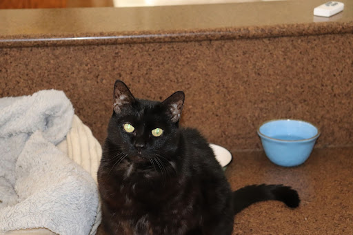 Optician «A1A Optics», reviews and photos, 237 W Cocoa Beach Causeway, Cocoa Beach, FL 32931, USA