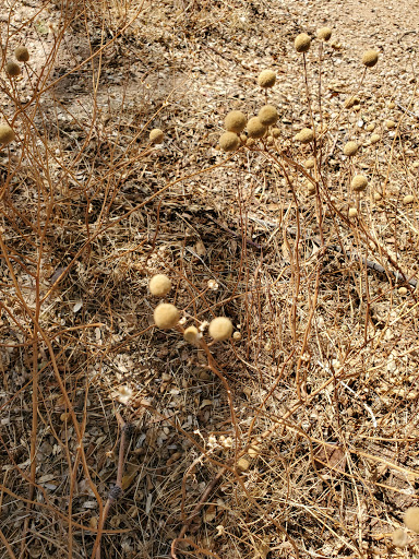 Park «Arizona Horse Lovers Park», reviews and photos, 19224 N Tatum Blvd, Phoenix, AZ 85050, USA