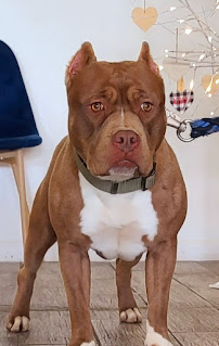 Precision Reproductive Resources - Photo 8 - Car repair in Hesperia, CA, Victorville