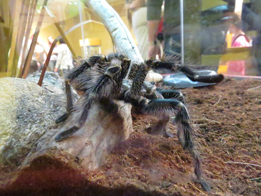 Animal Protection Organization «Butterfly Pavilion», reviews and photos, 6252 W 104th Ave, Westminster, CO 80020, USA